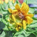 Bumblebee in flower of sunflower Royalty Free Stock Photo