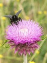 Bumblebee on Thistle Flower 03 Royalty Free Stock Photo