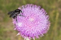 Bumblebee on Thistle Flower 02 Royalty Free Stock Photo