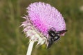 Bumblebee on Thistle Flower 01 Royalty Free Stock Photo