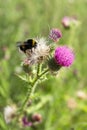 Bumblebee on thistle flower (Carduus crispus) Royalty Free Stock Photo