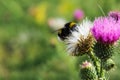 Bumblebee on thistle flower (Carduus crispus) Royalty Free Stock Photo