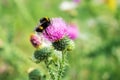 Bumblebee on thistle flower (Carduus crispus) Royalty Free Stock Photo