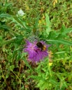 Bumblebee on Spear Thistle Flower Royalty Free Stock Photo