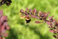 Bumblebee on the twig of rose glow