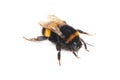 Bumblebee Royalty Free Stock Photo