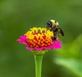 Vibrantly pink miniature Zinnia attracts Bumblebee Royalty Free Stock Photo