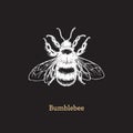 Bumblebee vector illustration on black background. Hand drawn sketch of insect in vintage style.