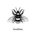 Bumblebee vector illustration. Hand drawn sketch of insect in vintage style.
