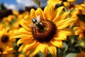 Bumblebee on vibrant sunflower, close up capturing natures pollination moment Royalty Free Stock Photo