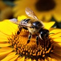 Bumblebee on vibrant sunflower, close up capturing natures pollination moment Royalty Free Stock Photo