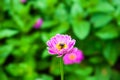 Bumblebee in the violet zinnia flower