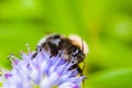 Bumblebee visiting flowers and collecting pollen close up pollination