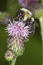 Bumblebee visiting a purple swamp thistle flower in Connecticut.