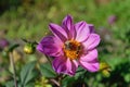 Bumblebee and wasp on a flower large purple Dahlia