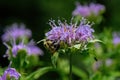 Bumblebee which is a member of the genus Bombus part of Apidae on Bee balm growing in a backyard garden.