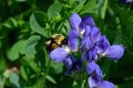 Bumblebee which is a member of the genus Bombus, part of Apidae on Blue false indigo flower. Royalty Free Stock Photo