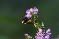 Bumblebee which is a member of the genus Bombus, part of Apidae on obedient plant flower.