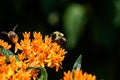 Bumblebee, which is a member of the genus Bombus, shares the flower of Butterfly weed with a honeybee.