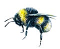 Bumblebee on a white background. Watercolor drawing. Insects art. Handwork. Side view Royalty Free Stock Photo