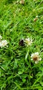 Bumblebee on a white clover flower in the green grass Royalty Free Stock Photo