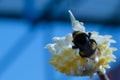 Bumblebee on a white flower.