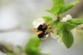 Bumblebee at white flowers of plum tree in spring Royalty Free Stock Photo