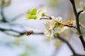 Bumblebee at white flowers of plum tree in spring Royalty Free Stock Photo