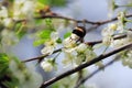 Bumblebee at white flowers of plum tree in spring Royalty Free Stock Photo