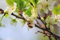 Bumblebee at white flowers of plum tree in spring Royalty Free Stock Photo