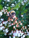 Bumblebee on White Heather 1