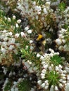 Bumblebee on White Heather 6