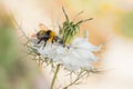 Bumblebee on a white Love in A Mist wild flower also called a Nigella Damascena Royalty Free Stock Photo