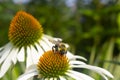 Floral garden close-up of a yellow black bumblebee taking pollen off a white coneflower outdoors Royalty Free Stock Photo