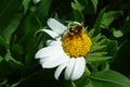 Bumblebee, White Wyethia Royalty Free Stock Photo