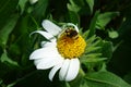 Bumblebee, White Wyethia Royalty Free Stock Photo