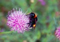 Bumblebee on wild flower Royalty Free Stock Photo