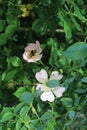 Bumblebee in wild rose flower. Royalty Free Stock Photo