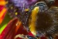 Bumblebee winged insect pollinating shaggy hairy with a mustache eyes