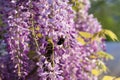 Bumblebee on Wisteria Flowers Royalty Free Stock Photo