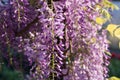 Bumblebee on Wisteria Flowers Royalty Free Stock Photo