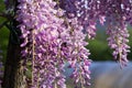 Bumblebee on Wisteria Flowers Royalty Free Stock Photo