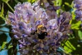 Bumblebee on Wisteria Flowers Royalty Free Stock Photo