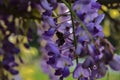 Bumblebee on a wisteria inflorescence seen up close Royalty Free Stock Photo