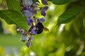 Bumblebee on a wisteria inflorescence seen up close Royalty Free Stock Photo