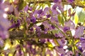 Bumblebee on a wisteria inflorescence seen up close Royalty Free Stock Photo