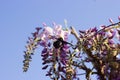 Bumblebee on Wisteria