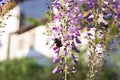 Bumblebee on Wisteria