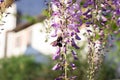 Bumblebee on Wisteria