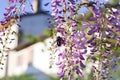 Bumblebee on Wisteria